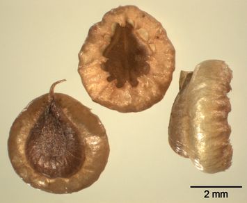 Vorschaubild Venus Nabelnüsschen